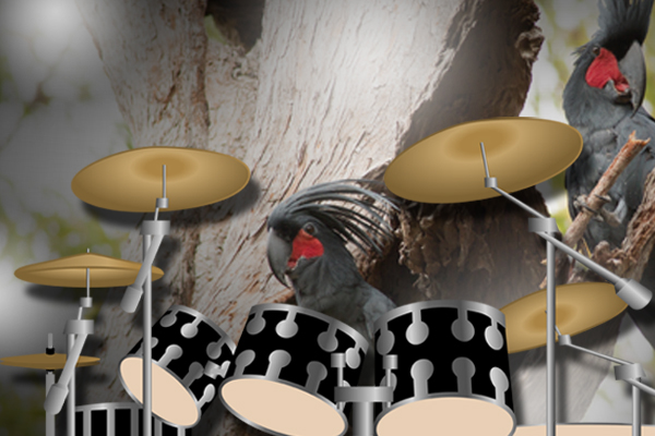 Article image for Drumming, wild cockatoos are a REAL thing…
