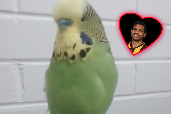 Article image for Footy pets: This budgie bloody loves Cyril