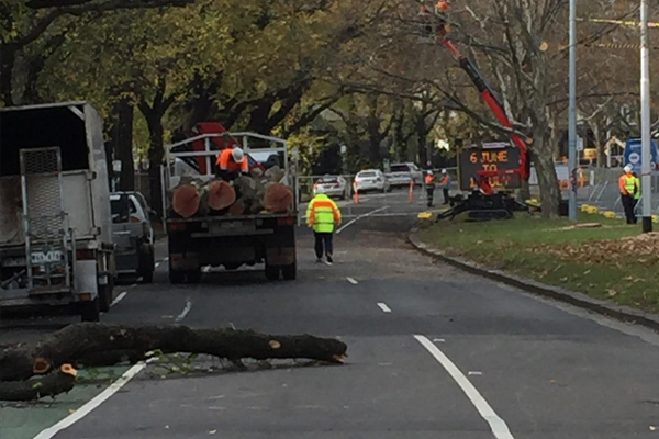 Article image for Trees cut down on St Kilda Road to make way for the Metro Rail Tunnel