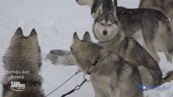 Article image for Meet the Mount Buller sled dogs