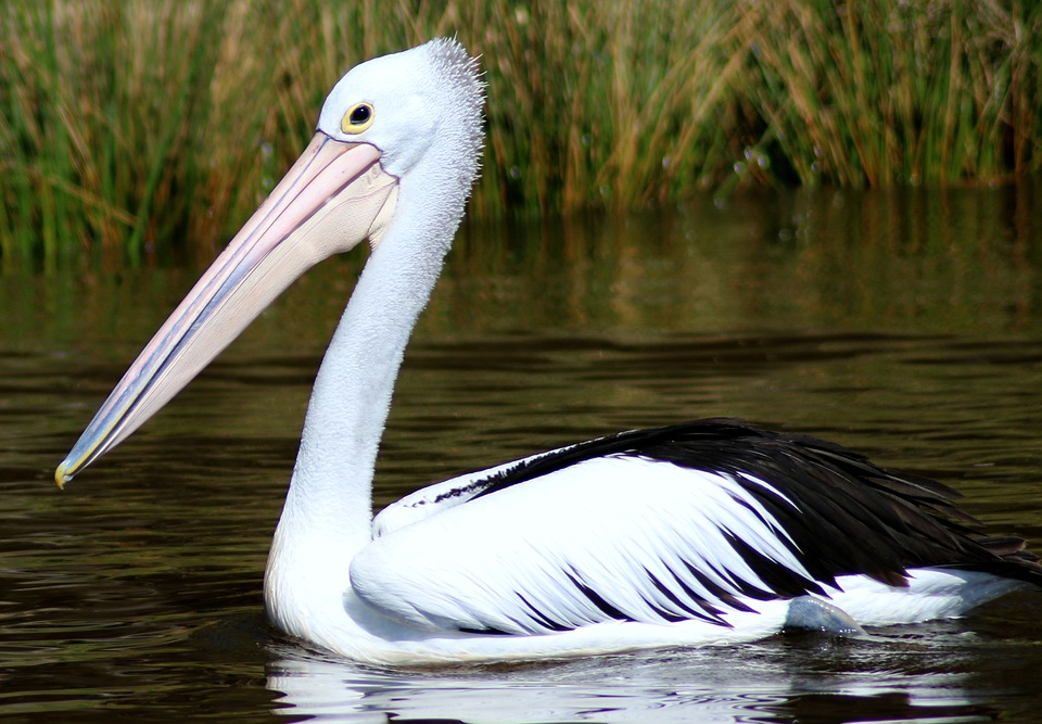 Article image for Pelican stomped on in sickening attack in Melbourne’s west