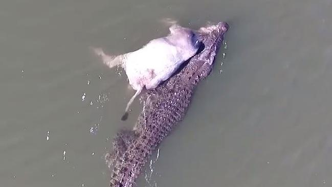 Article image for Monster crocodile filmed eating a cow