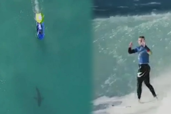 Article image for Great white shark forces Mick Fanning out of the water at South Africa