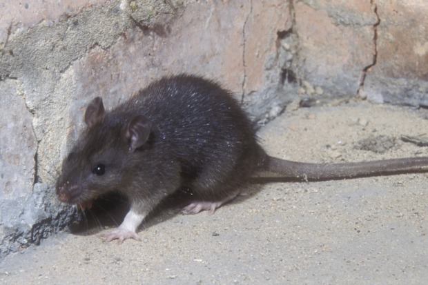 Article image for Melbourne set for rat attack