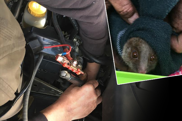 Article image for Man deconstructs woman’s car to save possum