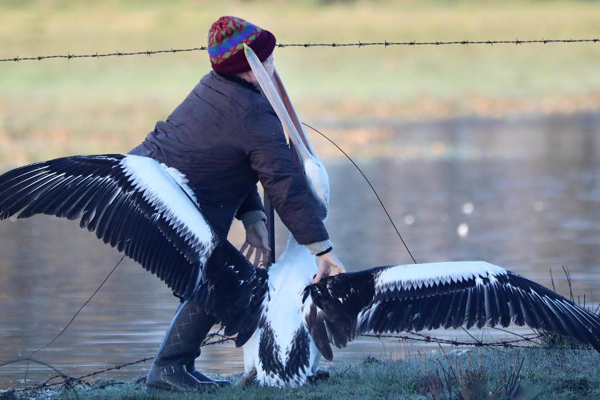 Article image for When pelicans attack! Incredible images