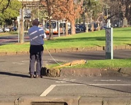 Article image for Real or fake? Crocodile on leash spotted in Carlton