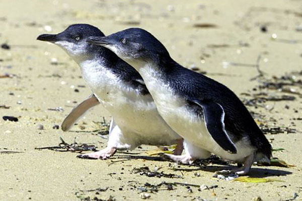 Article image for Foxes kill 70 Little Penguins near Warrnambool