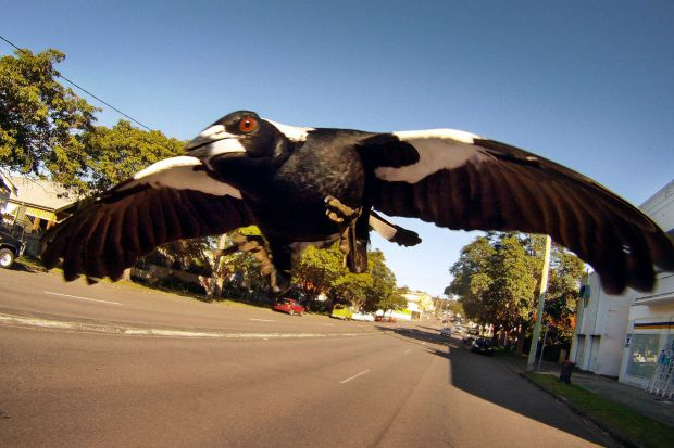 Article image for ‘Worst’ magpie season in 25 years predicted … and the birds aren’t to blame!