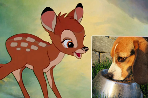 Article image for “It’s a waste”: Calls for deer to become dog food