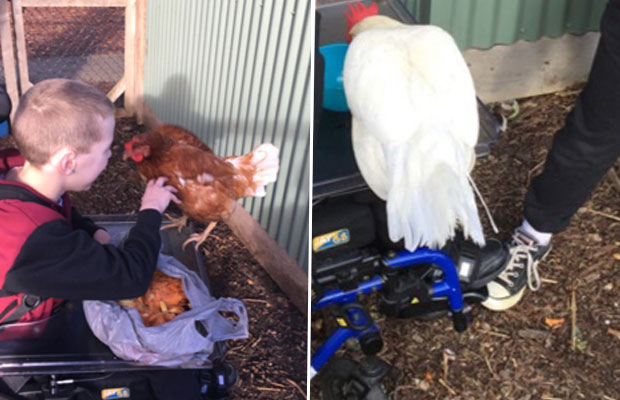 Article image for Kids shattered after chickens disappear from school