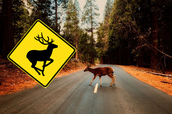 Article image for Thefts of road signs “popular in man caves” blamed for deer and car collisions