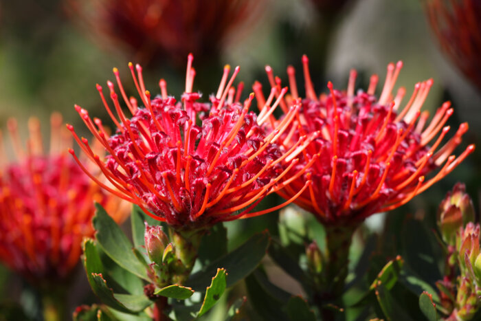 Article image for Plant of the week – Protea