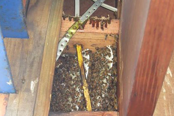 Article image for Bees making themselves at home in Newport