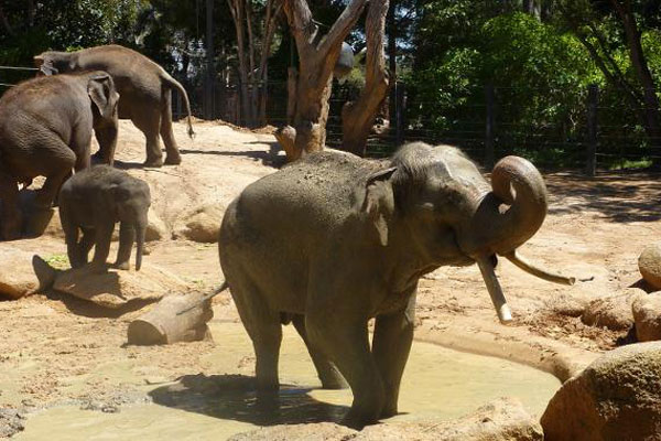 Article image for Much loved Melbourne Zoo elephant dies