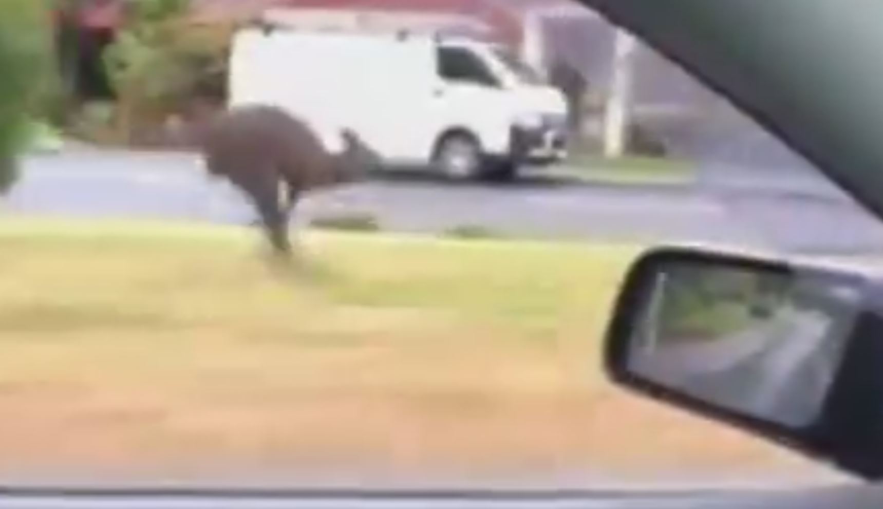 Article image for WATCH: Kangaroo sprints down Strathmore street!