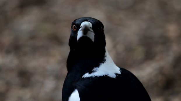 Article image for Hospitals warn of a spike in magpie-related injuries