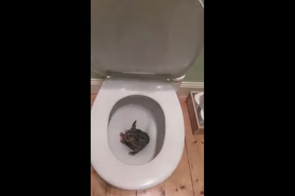 Article image for Baby possum takes an unlikely journey through some household plumbing