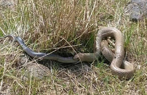 Article image for Farmer finds snake eating another snake!