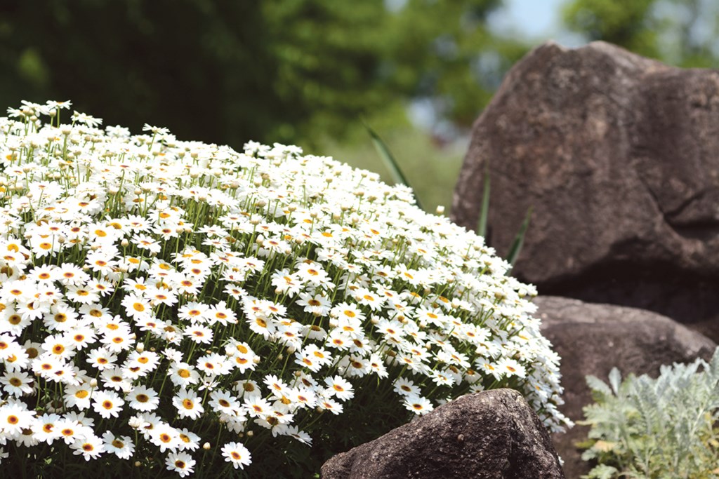 Article image for Plant of the Week – Sunday 15th October