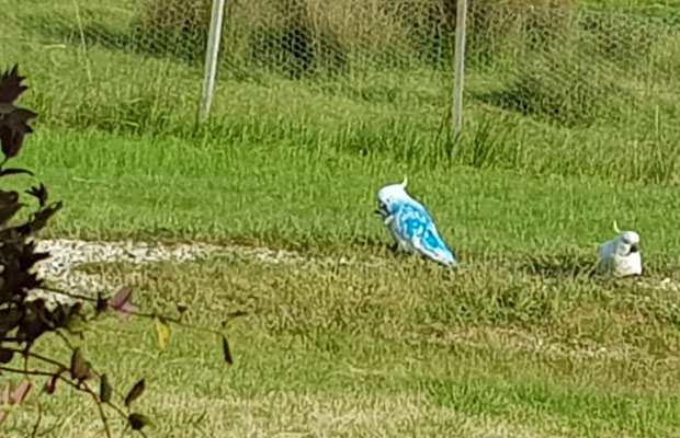 Article image for What turned this cockatoo blue!?