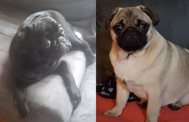 Article image for Owner pleas for pinched pugs to be returned