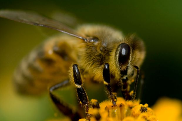 Article image for A bee sting can be far more dangerous than you think, expert warns