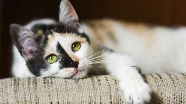 Article image for Furry felines in Monash on notice as council imposes cat curfew