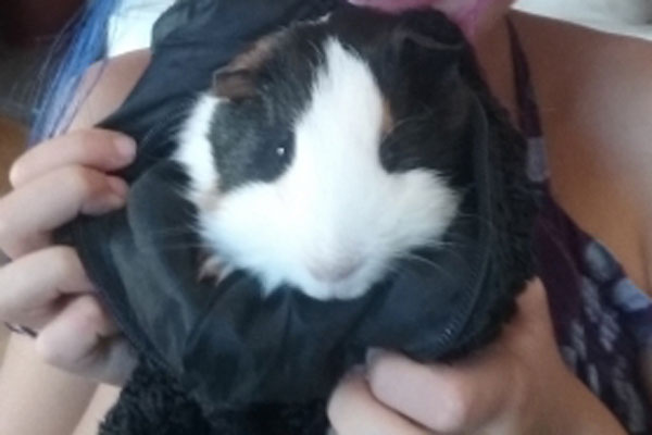 Article image for Bobby the guinea pig returned to little Bianca!