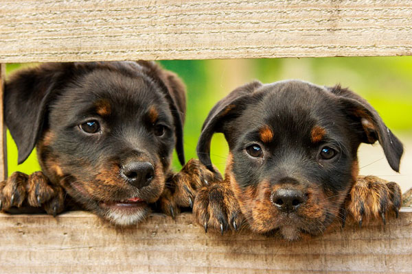 Article image for Sale of puppies and kittens in pet shops banned