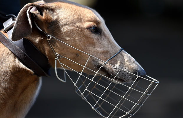 Article image for RSPCA wants greyhound muzzle laws abolished