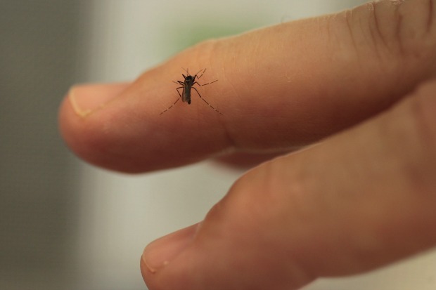 Article image for What makes somebody more attractive to mosquitoes
