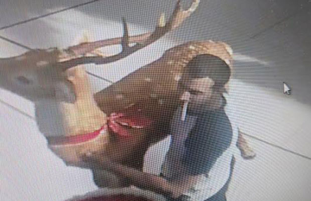 Article image for Oh deer: Dashing thief prances off with reindeer in shopping centre blitz