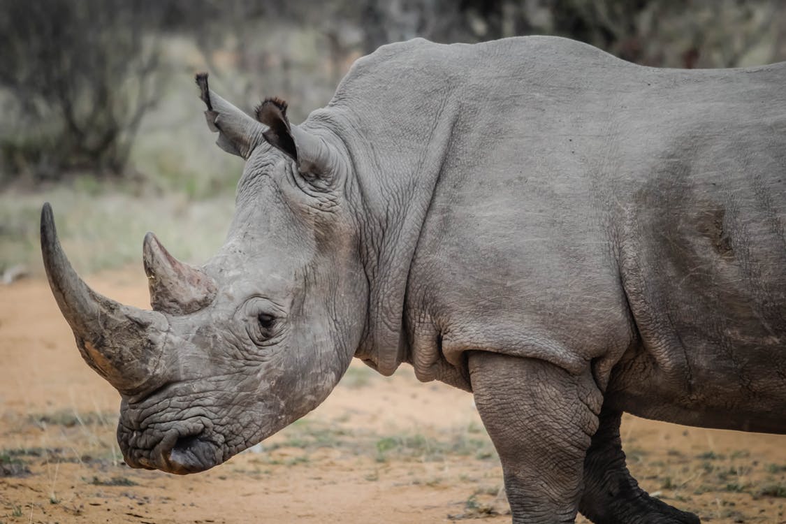 Article image for Regional Victorian Zoo to become home to Southern White Rhinos