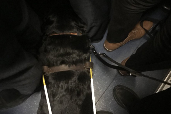 Article image for ‘I was gobsmacked’: Guide dog crushed by commuters
