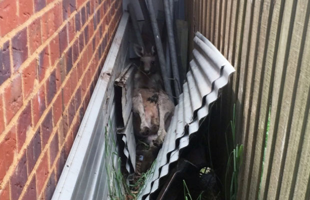 Article image for Kangaroo rescued in the city’s north