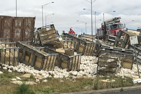 Article image for Chicken carnage after truck roll-over near Geelong