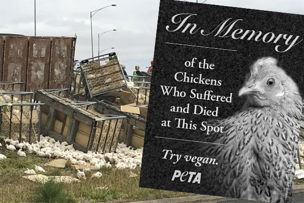 Article image for PETA calls for roadside memorial for chickens killed in truck crash