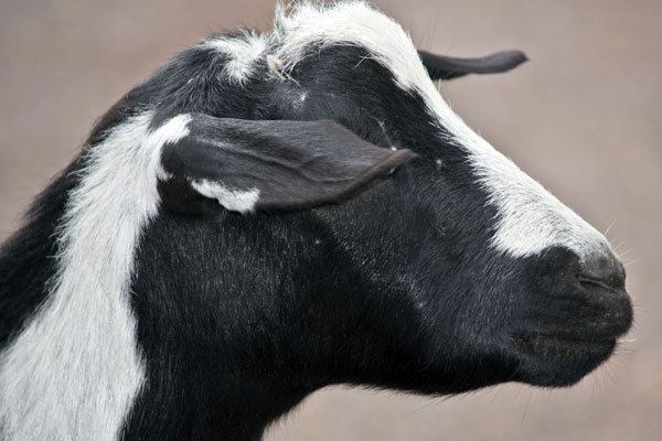 Article image for Locals get their goat up over farm plan