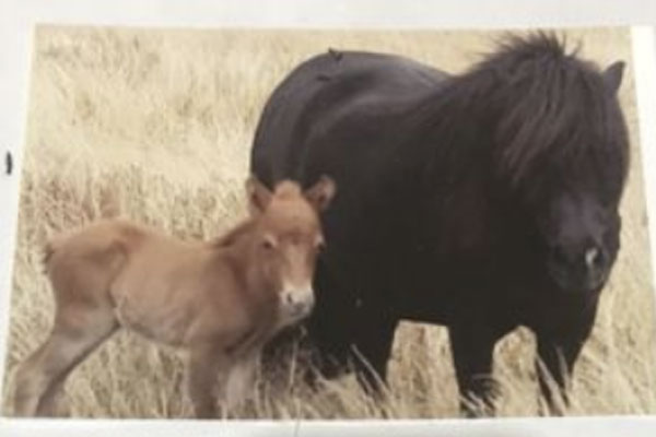Article image for Devastated farmer makes emotional plea for return of miniature ponies