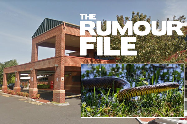 Article image for Rumour update: Tiger snakes spotted in hospital grounds