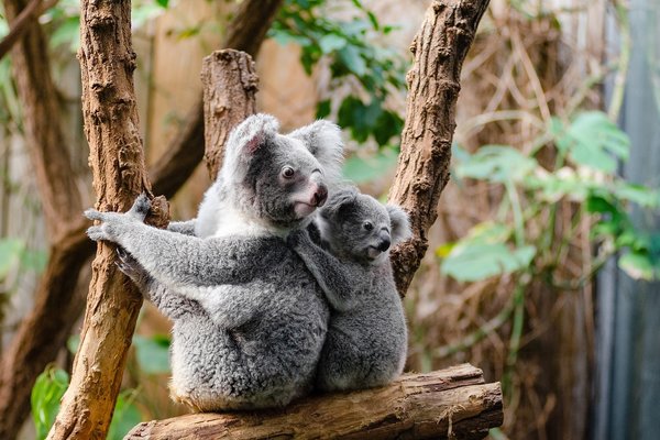 Article image for Is it illegal to cuddle a koala?