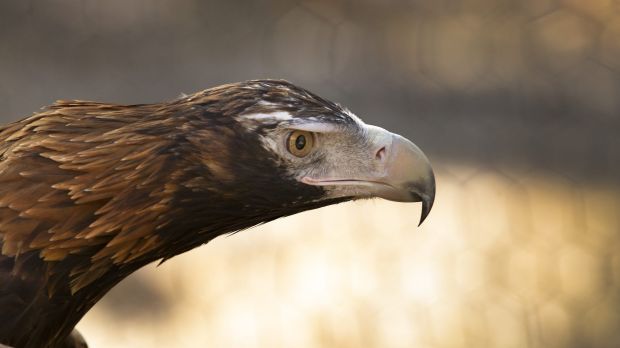 Article image for Are wedge-tailed eagles snatching dogs?