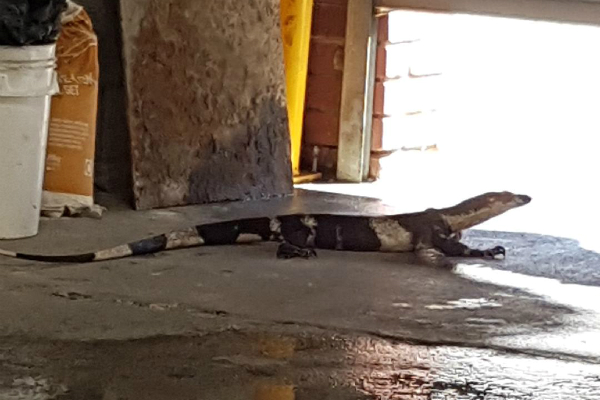 Article image for Found! Joanna the goanna returns home safe and sound