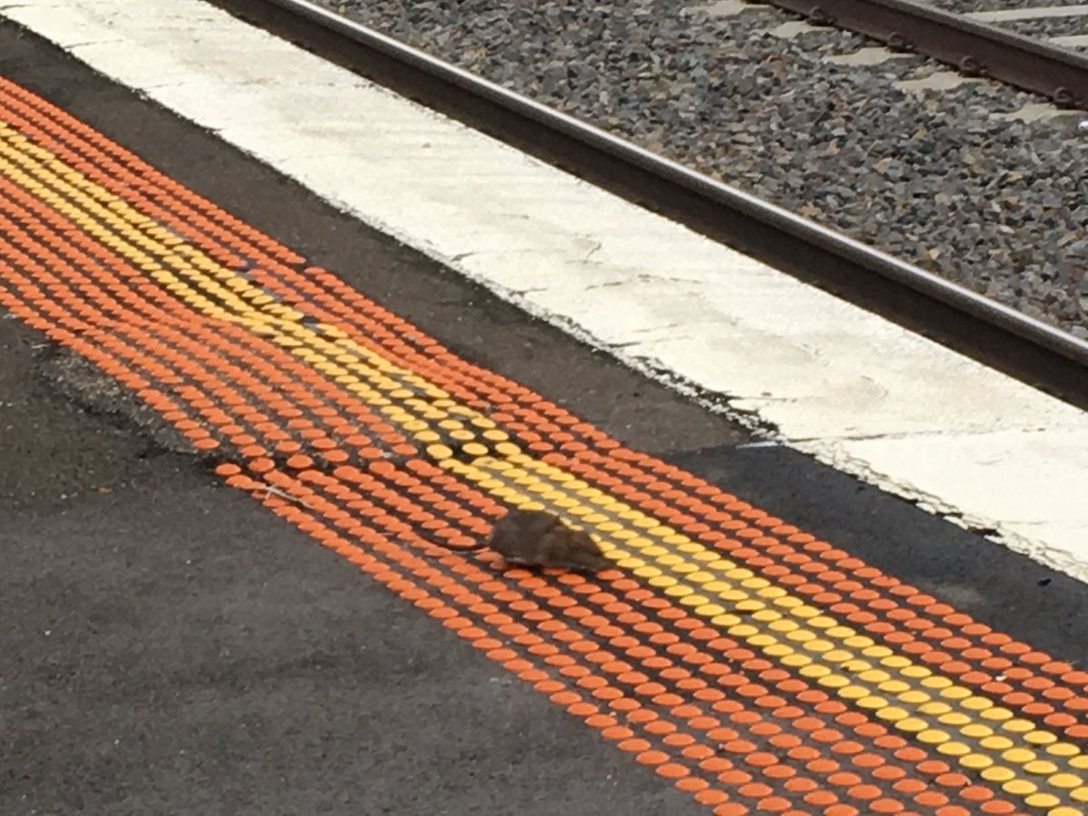 Article image for Drats! Looks like the rats are here, Melbourne…