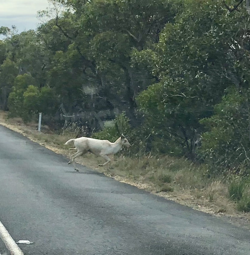 Article image for Albino deer spotted on the Surf Coast