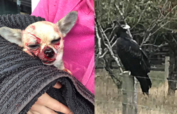 Article image for Tiny dog attacked by monster eagle in north-east of Melbourne