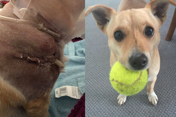 Article image for Vicious dog’s owner goes missing after it attacked a smaller dog