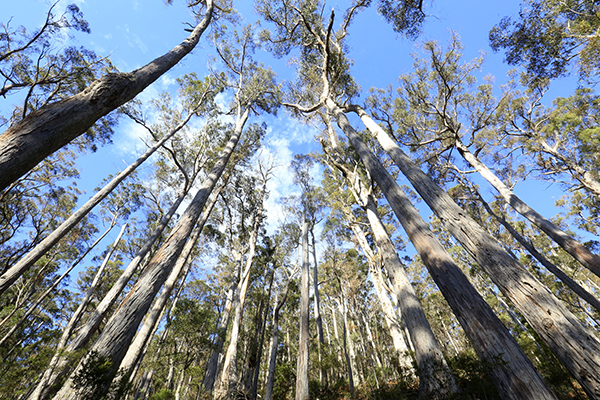 Article image for Rumour File: Gum trees dying in the Dandenong Ranges