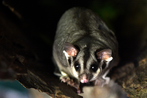 Article image for Possums a person of interest in spread of flesh-eating ulcer